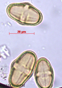 ISEM 1/Azorella_biloba_29427/Azorella_biloba_29427_0001(copy)_thumb.jpg